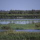 au-coeur-de-la-camargue,-un-laboratoire-de-meilleures-pratiques-entre-la-nature-et-l&rsquo;homme
