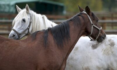 chevaux,-anes-et-poneys-reprennent-gout-a-la-vie-dans-un-refuge-du-cher