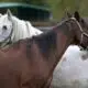 chevaux,-anes-et-poneys-reprennent-gout-a-la-vie-dans-un-refuge-du-cher