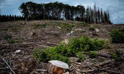 aux-arbres,-citoyens!-:-dans-le-morvan,-des-resistants-achetent-la-foret-pour-la-sauver