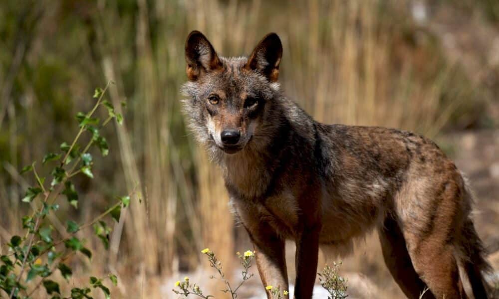 la-chasse-au-loup-desormais-interdite-dans-toute-l&rsquo;espagne,-au-grand-dam-de-certaines-regions