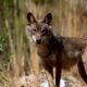 la-chasse-au-loup-desormais-interdite-dans-toute-l&rsquo;espagne,-au-grand-dam-de-certaines-regions