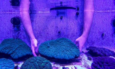 en-floride,-un-laboratoire-tente-de-sauver-les-coraux-d&rsquo;une-mysterieuse-maladie