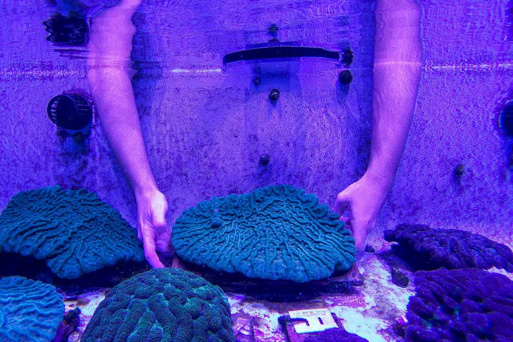 en-floride,-un-laboratoire-tente-de-sauver-les-coraux-d’une-mysterieuse-maladie