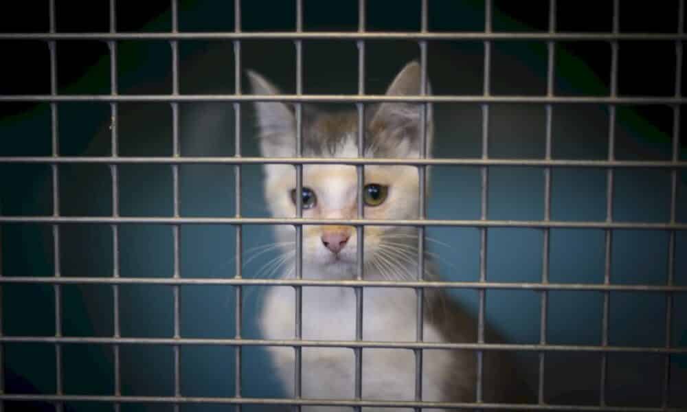 lutte-contre-la-maltraitance-animale:-coup-d&rsquo;envoi-au-senat-d&rsquo;un-debat-tres-attendu