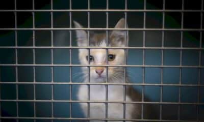 lutte-contre-la-maltraitance-animale:-coup-d&rsquo;envoi-au-senat-d&rsquo;un-debat-tres-attendu