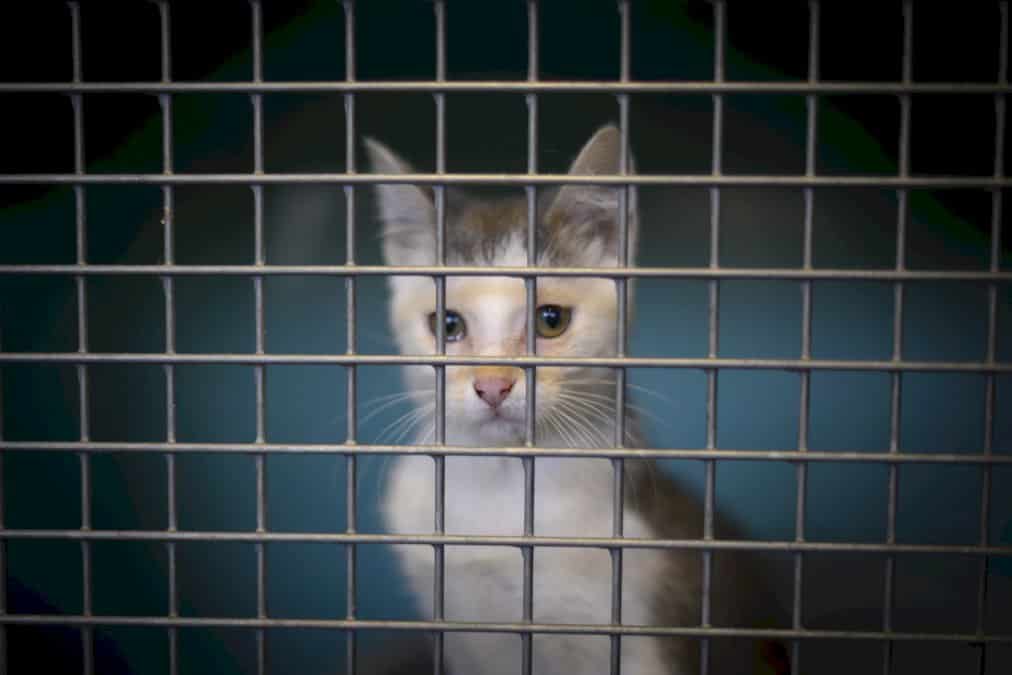 lutte-contre-la-maltraitance-animale:-coup-d&rsquo;envoi-au-senat-d&rsquo;un-debat-tres-attendu