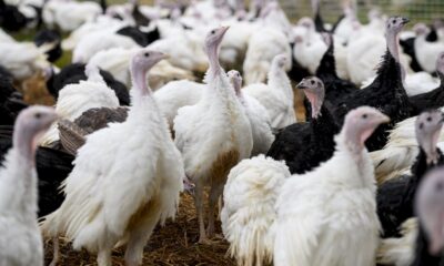 au-royaume-uni,-la-dinde-de-noel-menacee-par-le-manque-de-main-d&rsquo;oeuvre