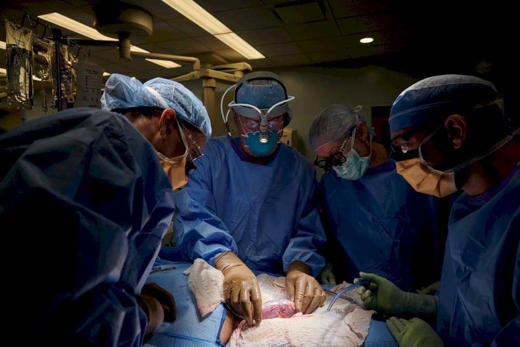 le-rein-d&rsquo;un-porc-a-fonctionne-chez-un-humain,-une-premiere-mondiale