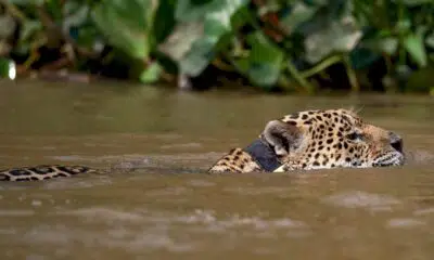 la-deforestation-de-l’amazonie-menace-le-jaguar-et-la-harpie-feroce