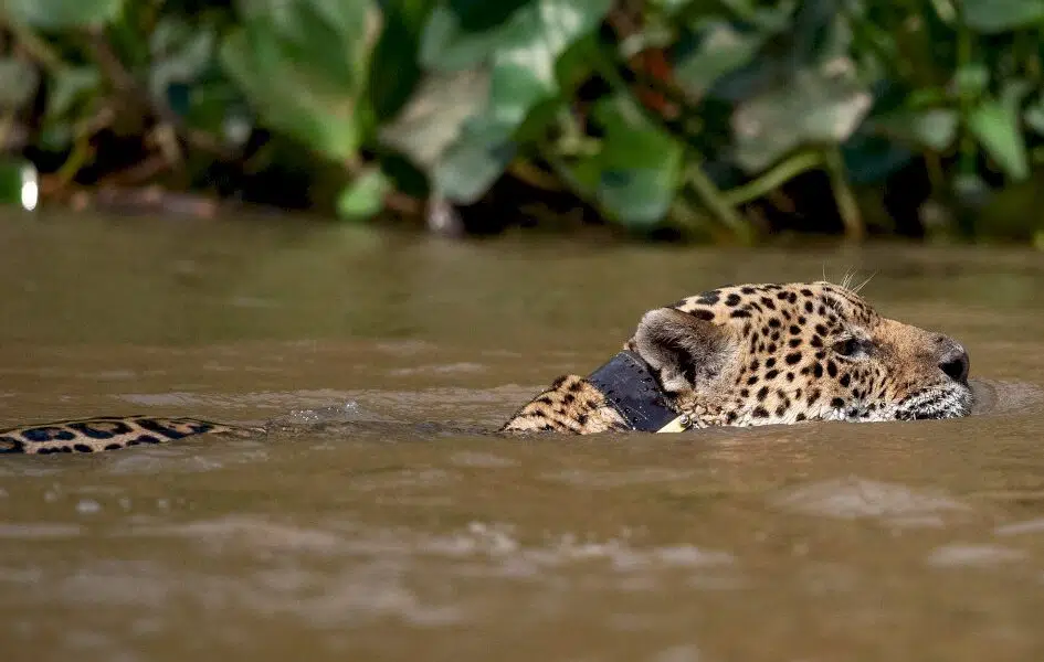 la-deforestation-de-l’amazonie-menace-le-jaguar-et-la-harpie-feroce