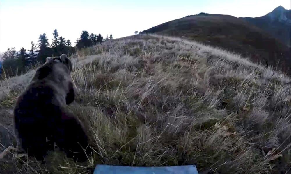 un-chasseur-blesse-tue-une-ourse:-un-accident-qui-questionne-la-cohabititon