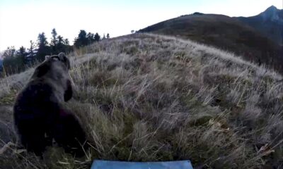 un-chasseur-blesse-tue-une-ourse:-un-accident-qui-questionne-la-cohabititon