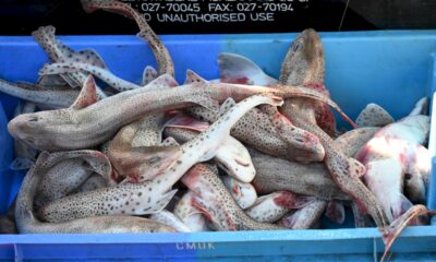 les-pecheurs-francais-passent-a-l&rsquo;offensive-dans-la-manche