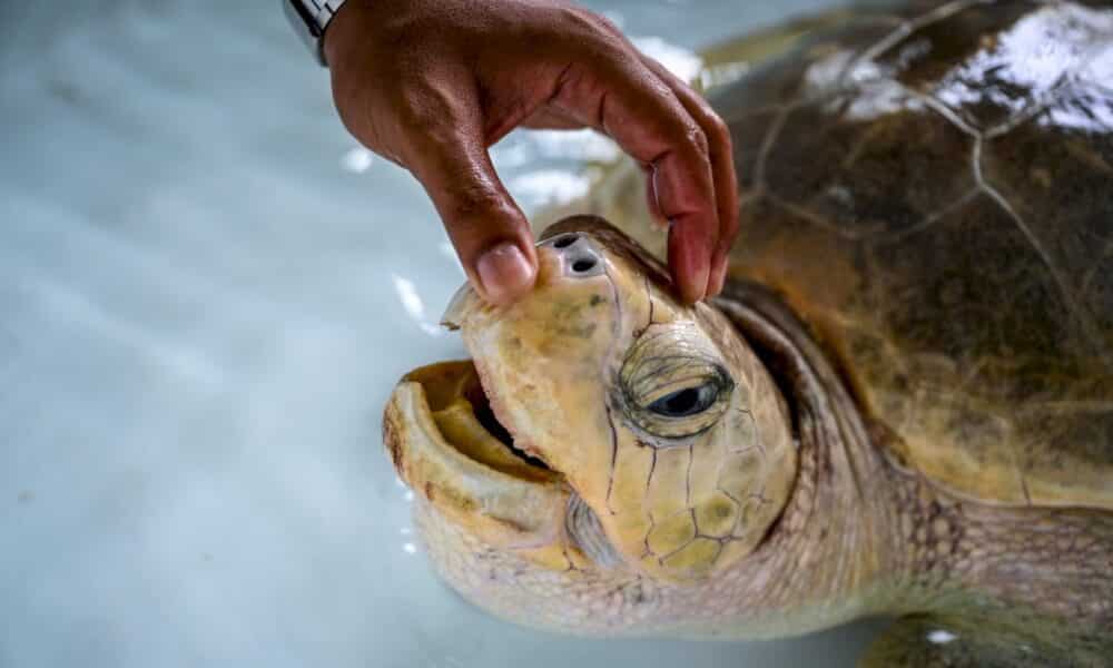 les-tortues-marines-de-retour-sur-les-plages-de-thailande-depuis-la-pandemie