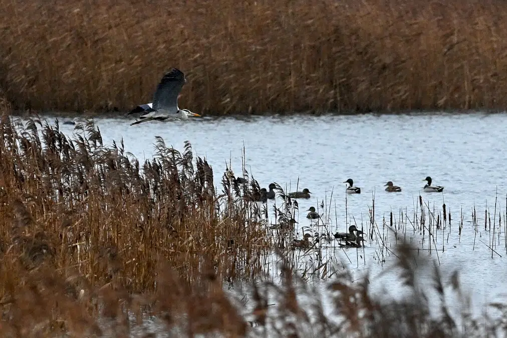 une-carriere-anglaise-transformee-en-sanctuaire-pour-oiseaux-menaces