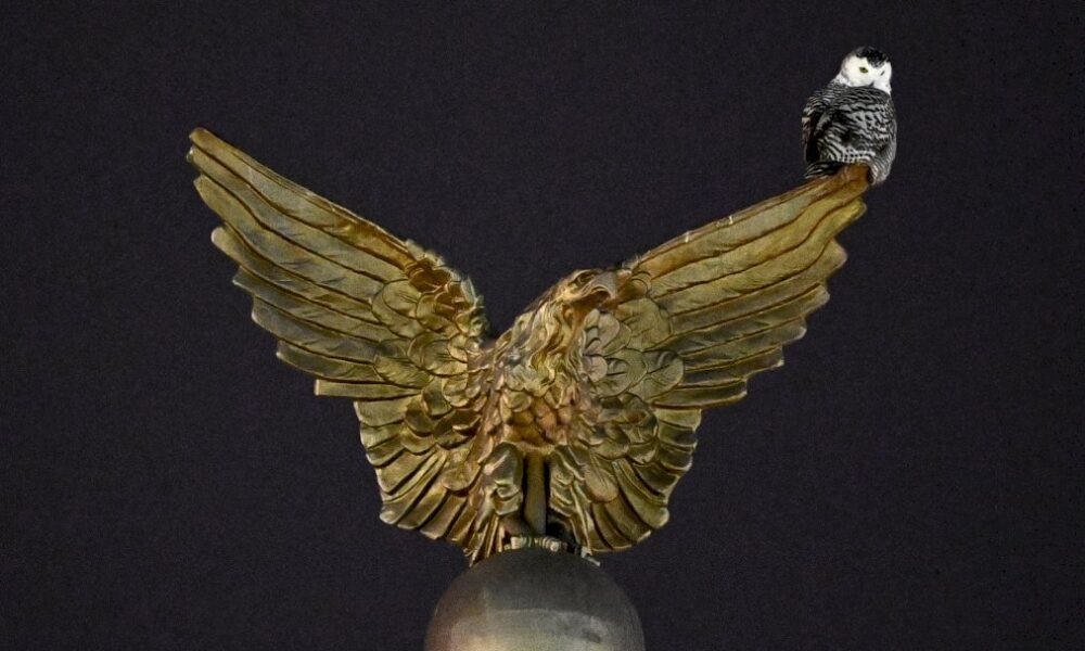 a-washington,-on-se-passionne-pour-un-hibou-venu-de-l&rsquo;arctique