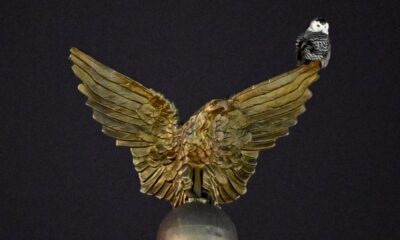 a-washington,-on-se-passionne-pour-un-hibou-venu-de-l&rsquo;arctique