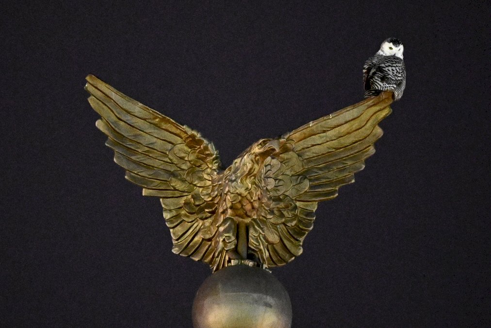 a-washington,-on-se-passionne-pour-un-hibou-venu-de-l&rsquo;arctique