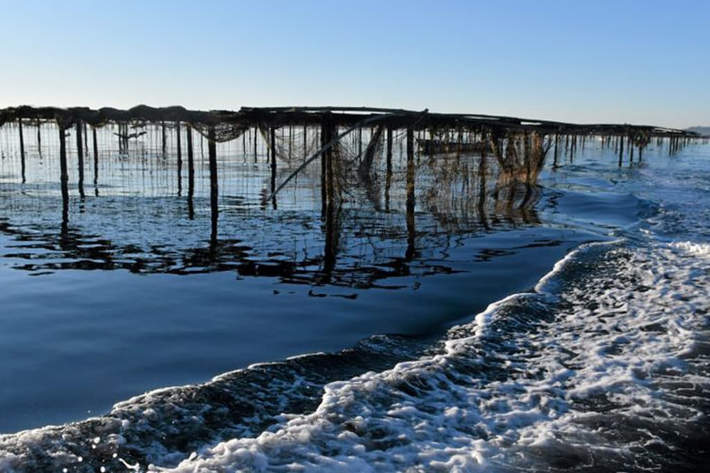 Restriction de récolte, de commercialisation et de consommation des moules et palourdes de l’étang de Thau