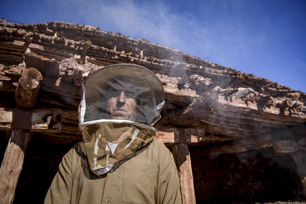 au-maroc,-les-abeilles-desertent-le-plus-ancien-rucher-au-monde