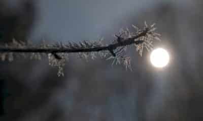 gel:-nuit-la-plus-froide-depuis-1947-pour-un-mois-d&rsquo;avril,-selon-meteo-france