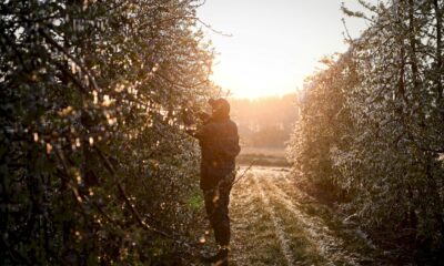face-au-gel,-l&rsquo;etat-debloque-des-aides-d&rsquo;urgence-aux-agriculteurs