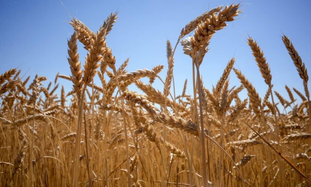 guerre-en-ukraine:-des-prix-alimentaires-au-plus-haut-font-craindre-une-crise-mondiale