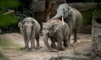 au-zoo-de-zurich,-un-redoutable-virus-remplit-le-cimetiere-des-elephants