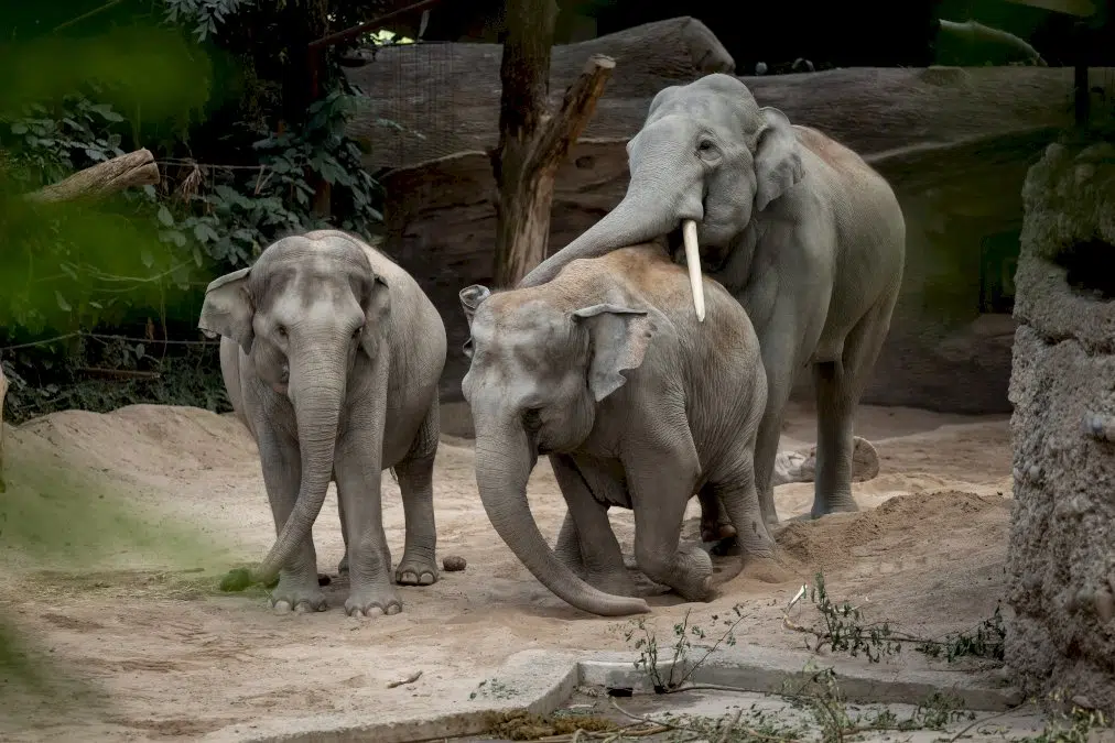 au-zoo-de-zurich,-un-redoutable-virus-remplit-le-cimetiere-des-elephants