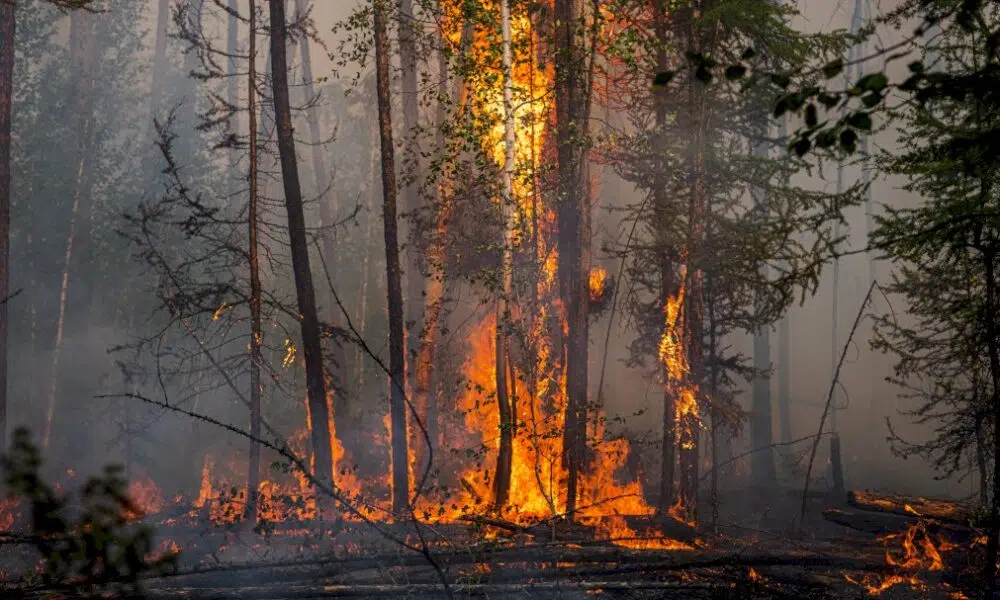 les-feux-de-foret-multiplies-par-deux-dans-le-monde-en-20-ans