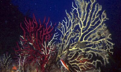 « un-incendie-sous-l&rsquo;eau »:-en-mediterranee,-des-forets-de-corail-decimees-par-la-chaleur