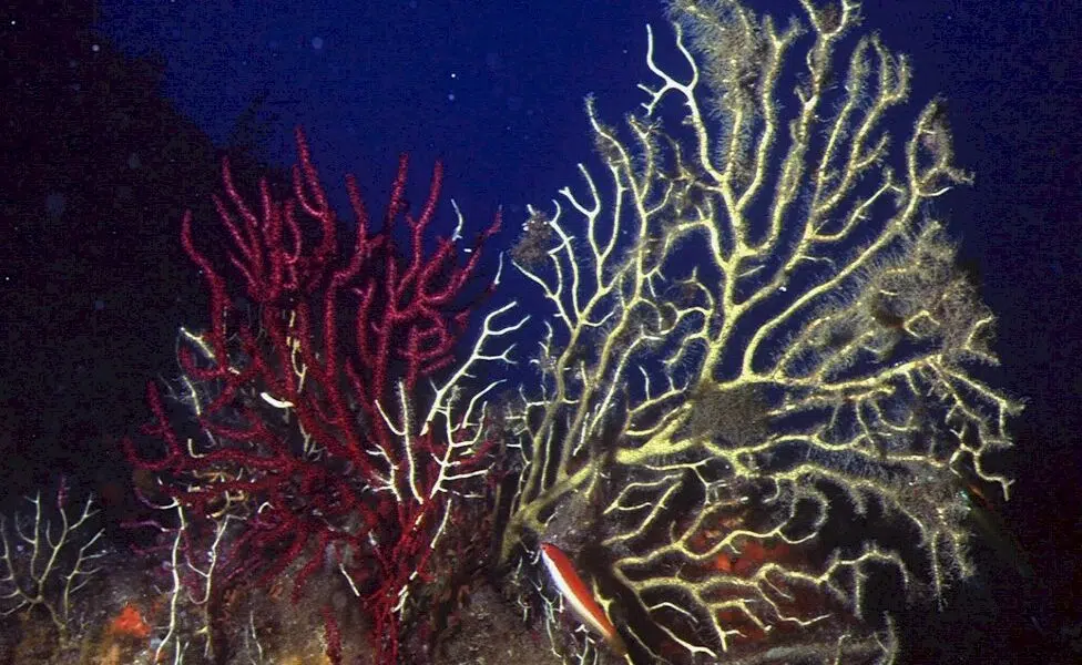 « un-incendie-sous-l’eau »:-en-mediterranee,-des-forets-de-corail-decimees-par-la-chaleur