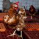 une-deuxieme-vie-paisible-pour-les-poules-pondeuses-sauvees-de-l&rsquo;abattoir