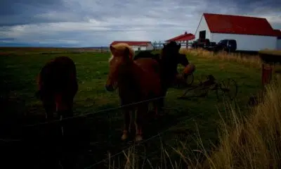 en-islande,-on-saigne-bien-les-chevaux
