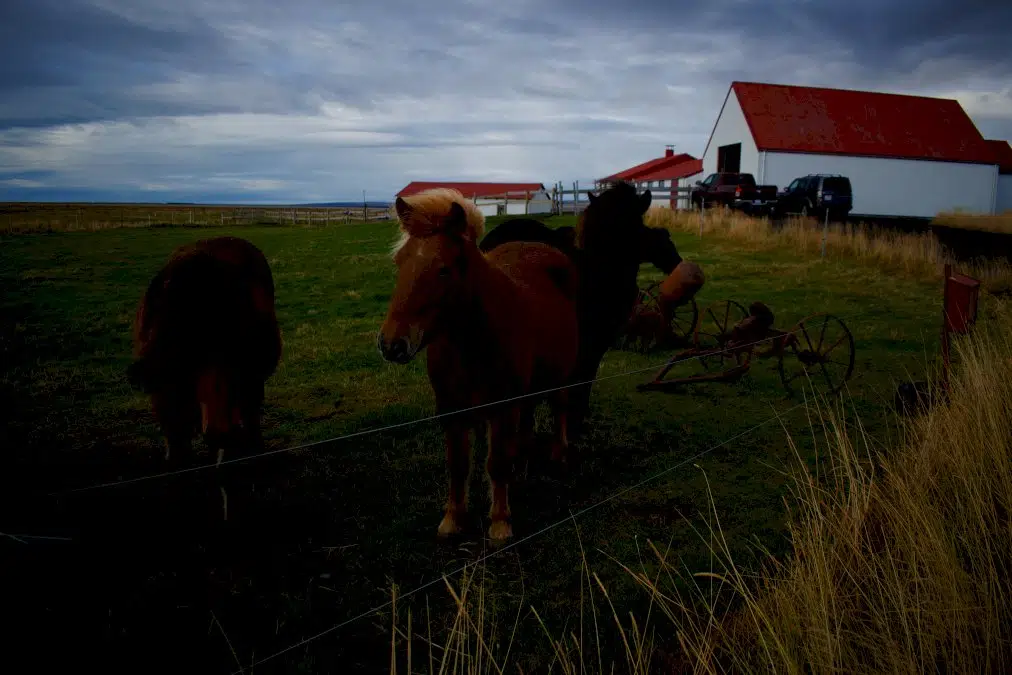 en-islande,-on-saigne-bien-les-chevaux