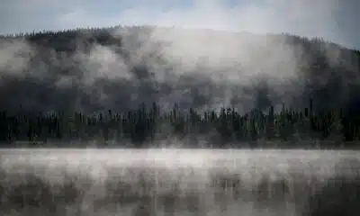 vitale-pour-la-planete,-la-foret-boreale-aussi-est-en-danger