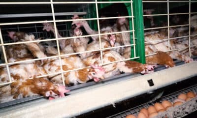 L'élevage de volailles en cage sur la sellette après l'avis d'une agence européenne