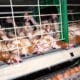 L'élevage de volailles en cage sur la sellette après l'avis d'une agence européenne