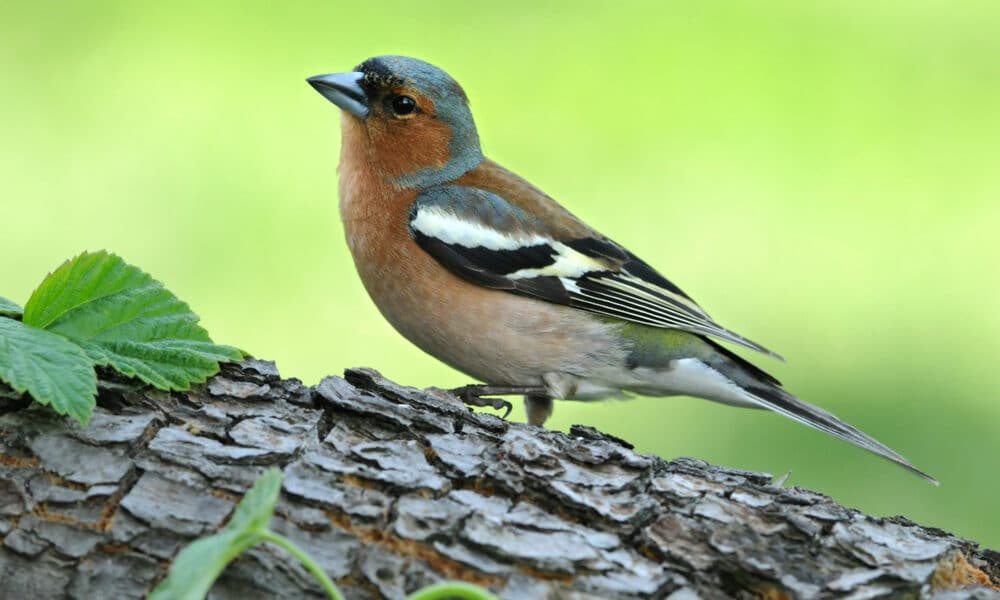 Préserver la biodiversité : éviter la taille des haies pendant la période de nidification