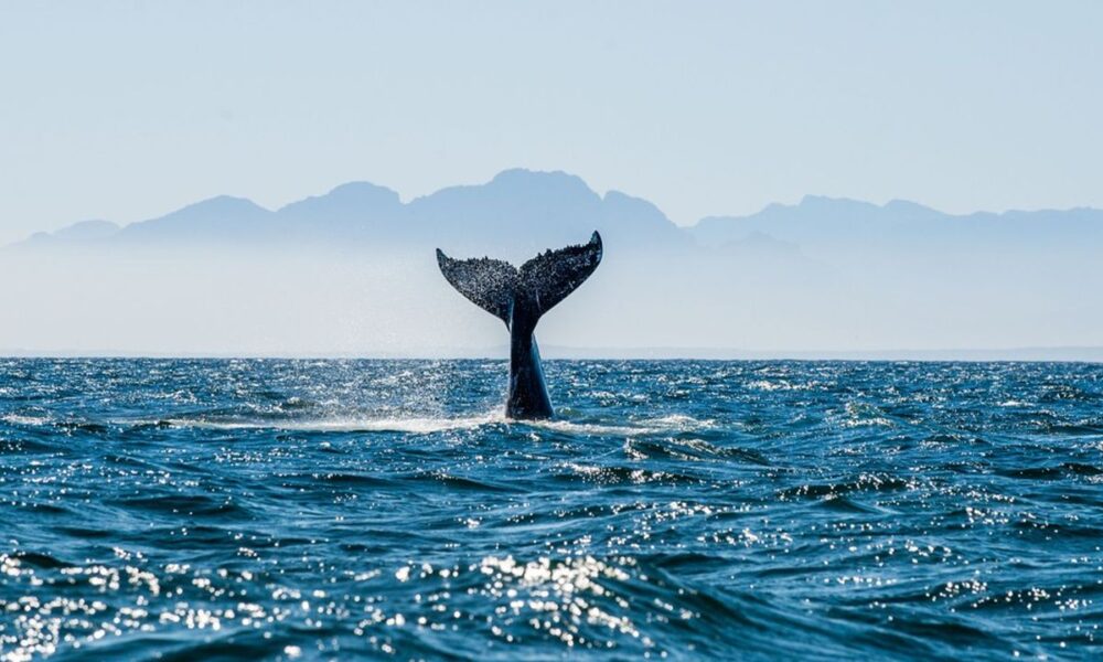 Accord à l'ONU sur le premier traité pour protéger la biodiversité en haute mer