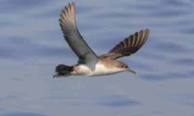 Des chercheurs découvrent la "plasticose", une maladie causée par l'ingestion de déchets par des oiseaux marins