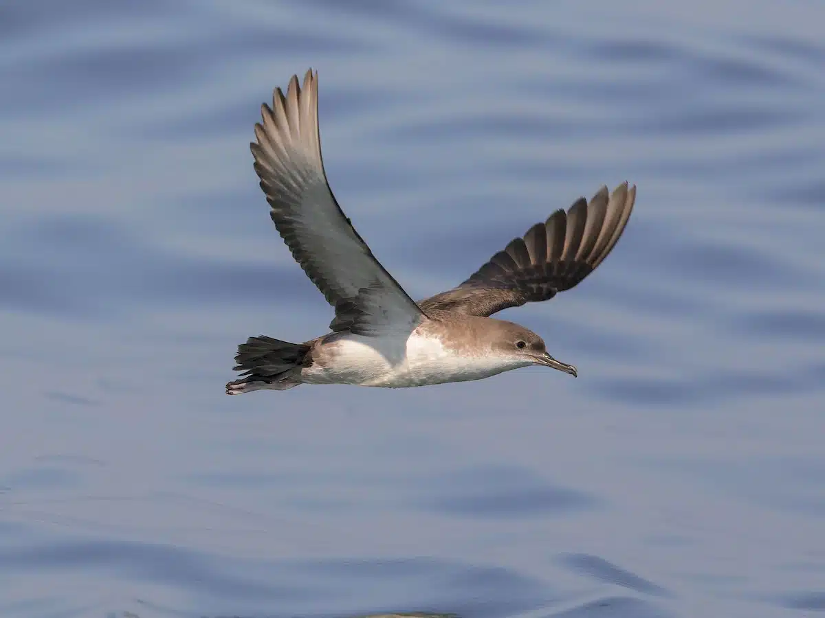 Des chercheurs découvrent la "plasticose", une maladie causée par l'ingestion de déchets par des oiseaux marins