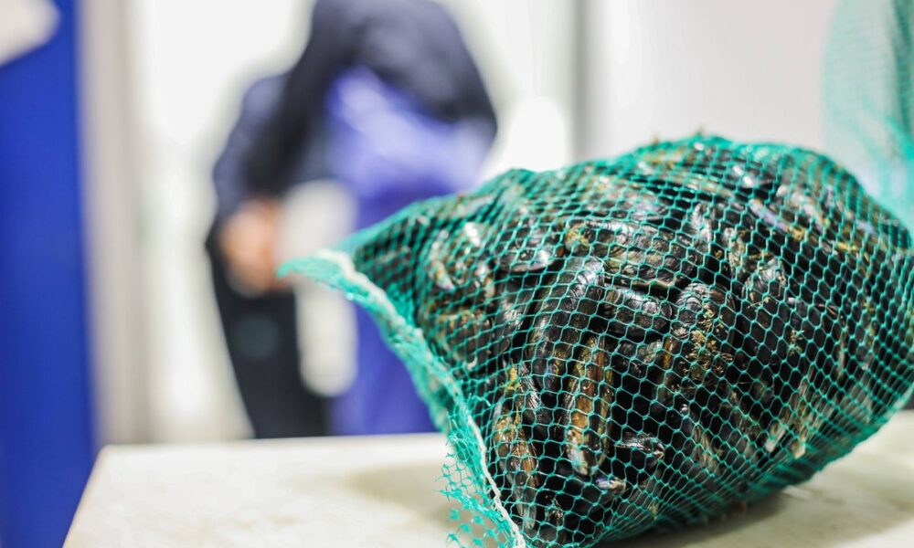 Thau : levée des restrictions sur les moules et palourdes de l'étang