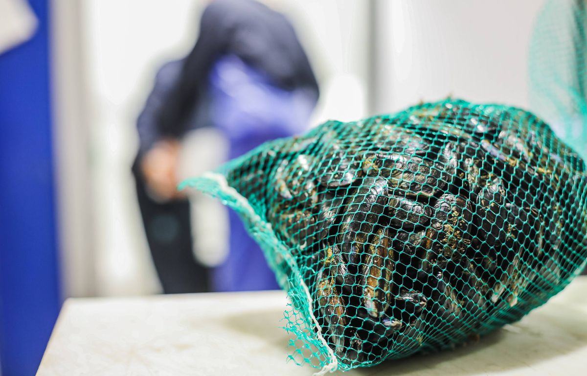 Thau : levée des restrictions sur les moules et palourdes de l'étang