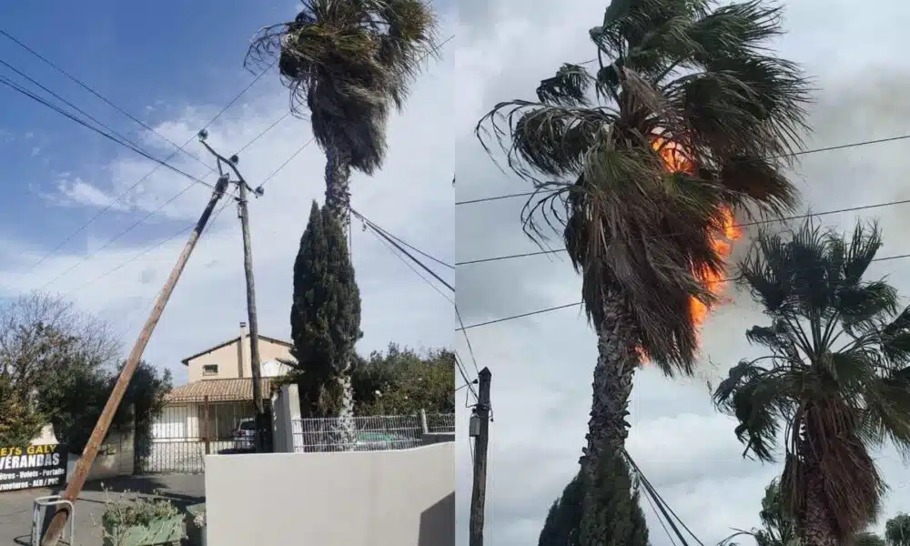 Tempête Larisa : un palmier prend feu à Marseillan à cause des vents violents
