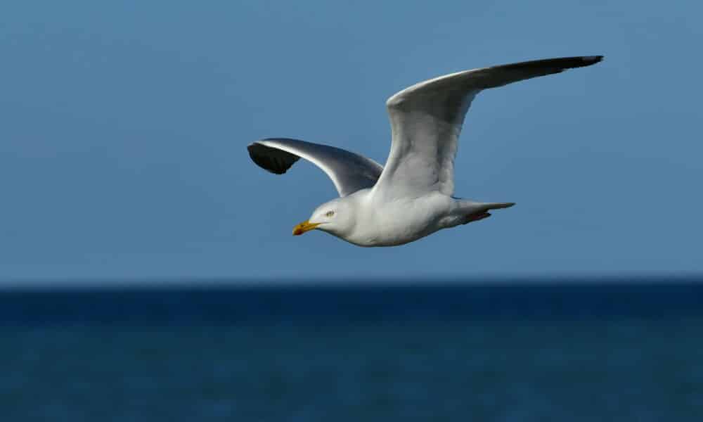 L'influenza aviaire hautement pathogène a été détecté chez une mouette rieuse à Marseillan-Plage, entraînant la mise en place d'une zone de contrôle temporaire dans 34 communes de l'Hérault.