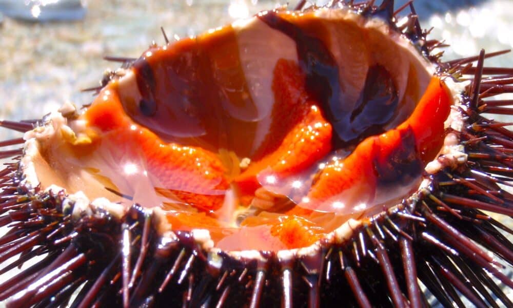 Oursinade de Thau : l'occasion de découvrir les spécialités culinaires