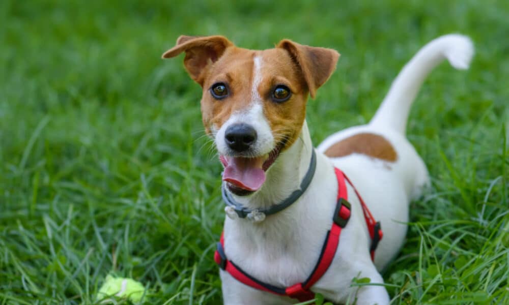 Montpellier: un chien battu à mort à coups de pieds par des agresseurs