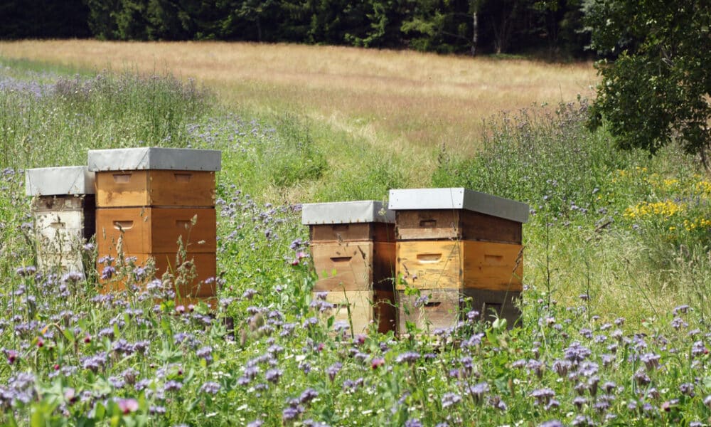 Mèze : Un rucher pédagogique installé pour sensibiliser à la protection des abeilles et de la biodiversité